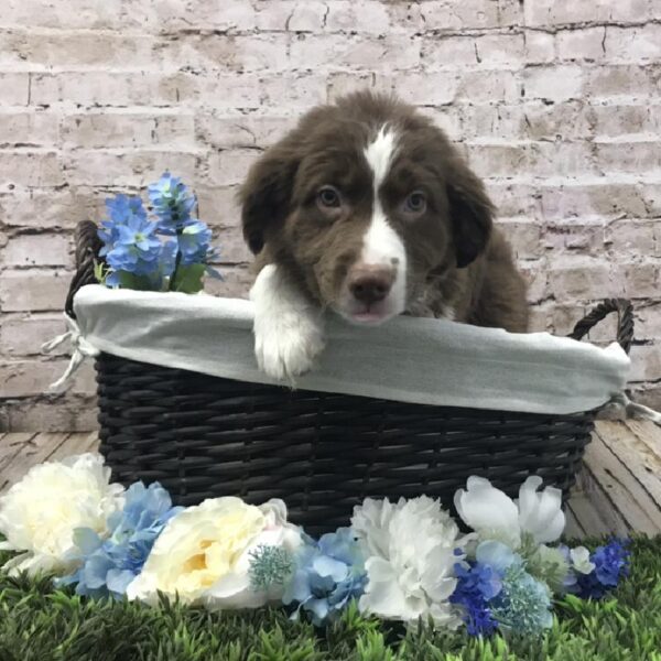 Border Collie-DOG-Male-Red / White-7022-Petland Robinson, PA