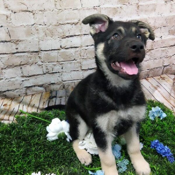 German Shepherd DOG Male Black and Tan 7027 Petland Robinson, PA