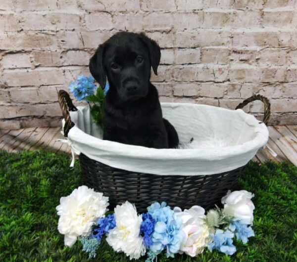 Labrador Retriever DOG Male Black 7026 Petland Robinson, PA