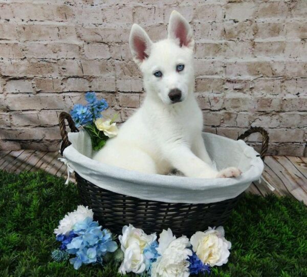 Siberian Husky-DOG-Male-White-7025-Petland Robinson, Pittsburgh, PA