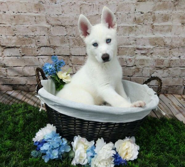 Siberian Husky DOG Male White 7025 Petland Robinson, PA