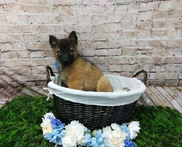 Belgian Tervuren DOG Male Fawn and Black 7024 Petland Robinson, PA