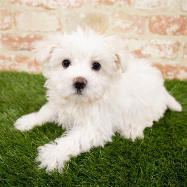 Morkie-DOG-Male-White-7041-Petland Robinson, Pittsburgh, PA