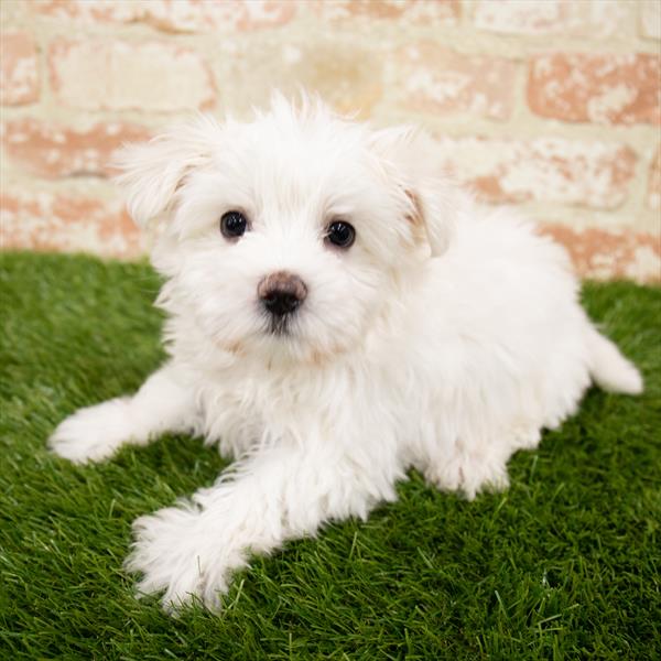 Morkie DOG Male White 7041 Petland Robinson, PA