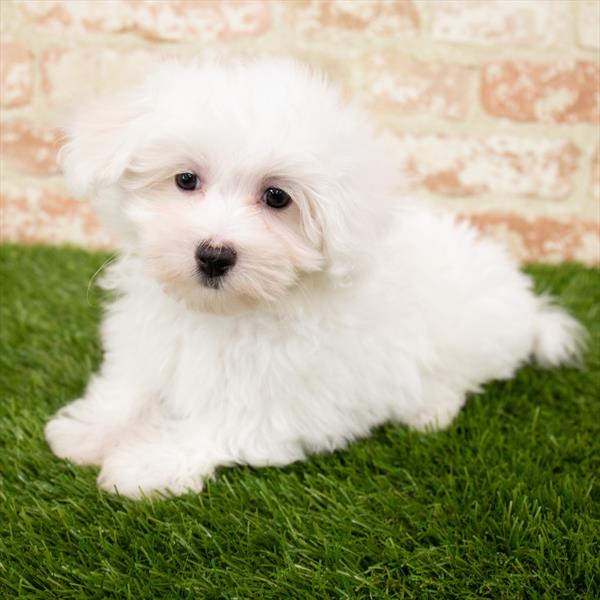 Maltese DOG Male White 7042 Petland Robinson, PA