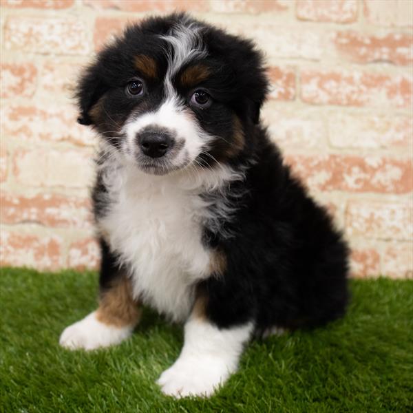 Australian Shepherd DOG Male Black 7043 Petland Robinson, PA