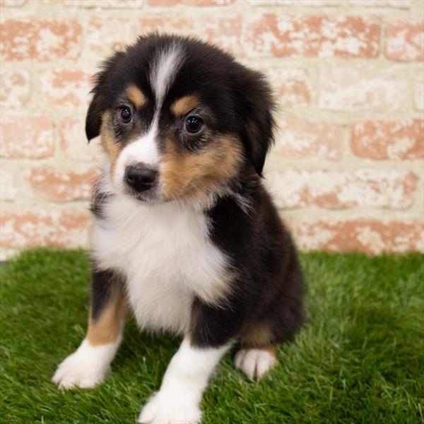 Miniature Australian Shepherd-DOG-Male-Black-7044-Petland Robinson, Pittsburgh, PA