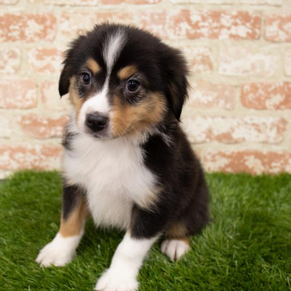 Miniature Australian Shepherd DOG Male Black 7044 Petland Robinson, PA