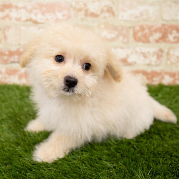 Pomachon-DOG-Male-Cream-7045-Petland Robinson, Pittsburgh, PA