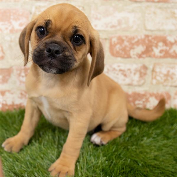 Puggle-DOG-Male-Fawn-7046-Petland Robinson, Pittsburgh, PA