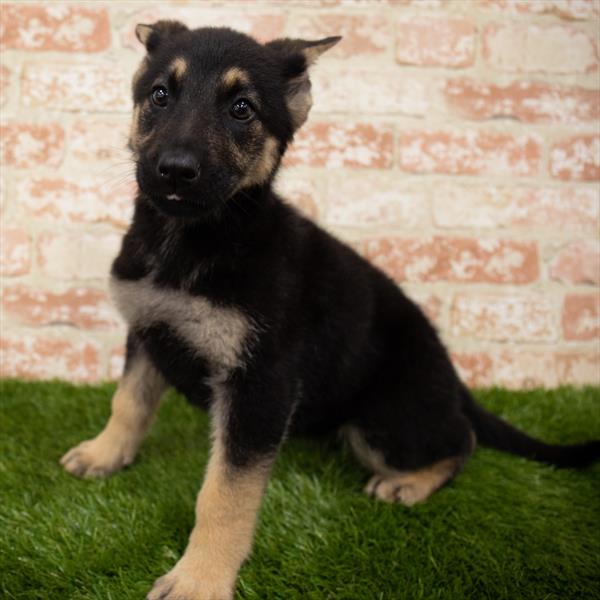 German Shepherd DOG Female Black / Tan 7047 Petland Robinson, PA