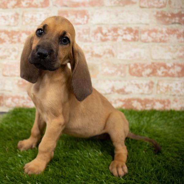 Bloodhound DOG Female Red 7048 Petland Robinson, PA