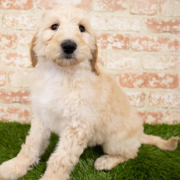 Goldendoodle 2nd Gen.-DOG-Female-Golden-7049-Petland Robinson, PA