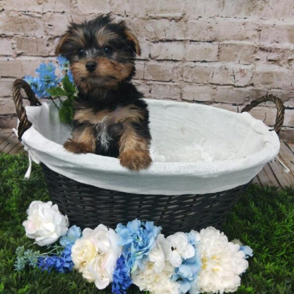 Silky Terrier-DOG-Male-Black / Tan-7040-Petland Robinson, Pittsburgh, PA