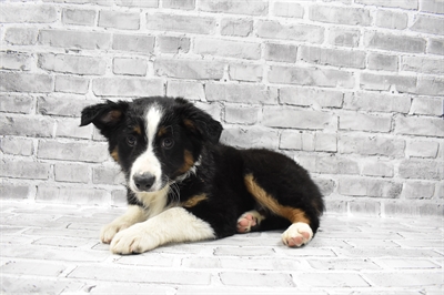 Miniature Australian Shepherd-DOG-Male-Black White and Brown-7051-Petland Robinson, Pittsburgh, PA