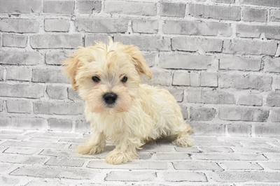 Havamalt-DOG-Male-Cream-7052-Petland Robinson, Pittsburgh, PA