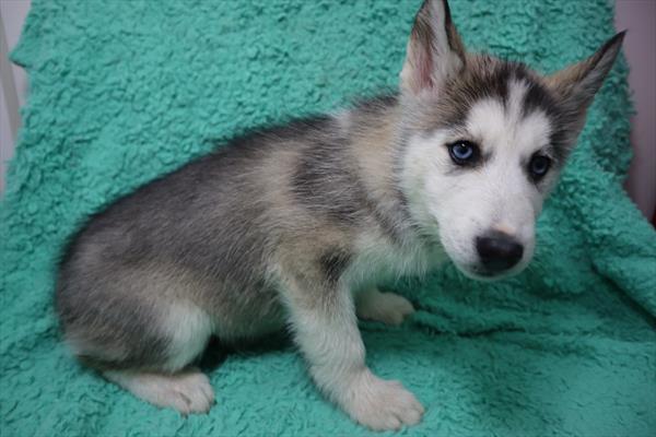 Siberian Husky-DOG-Female-Gray Tan / White-7062-Petland Robinson, Pittsburgh, PA