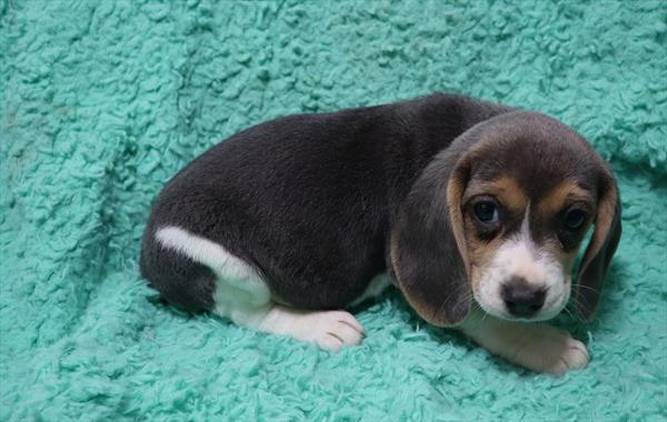 Beagle DOG Female Blue White / Tan 7063 Petland Robinson, PA