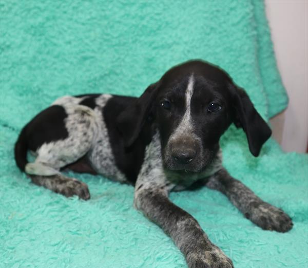 German Shorthaired Pointer Mix DOG Male Black / White 7064 Petland Robinson, PA