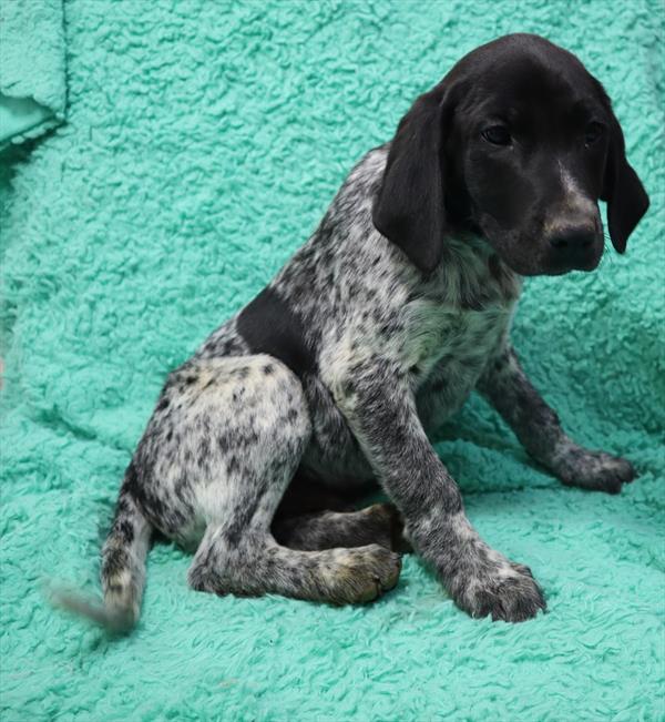 German Shorthaired Pointer Mix-DOG-Male-Black / White-7065-Petland Robinson, Pittsburgh, PA