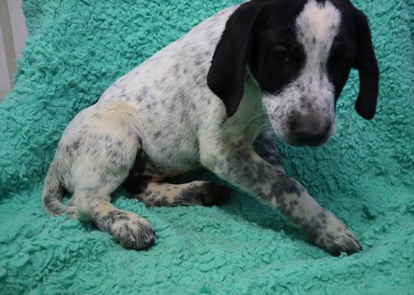 German Shorthaired Pointer Mix-DOG-Male-Black / White-7066-Petland Robinson, Pittsburgh, PA