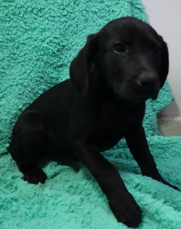 German Shorthaired Pointer Mix-DOG-Female-Black-7067-Petland Robinson, PA