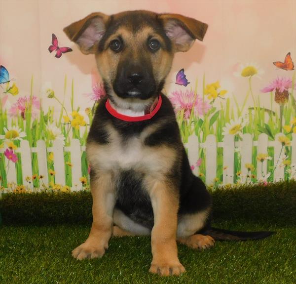 German Shepherd-DOG-Female-Black / Tan-7068-Petland Robinson, Pittsburgh, PA