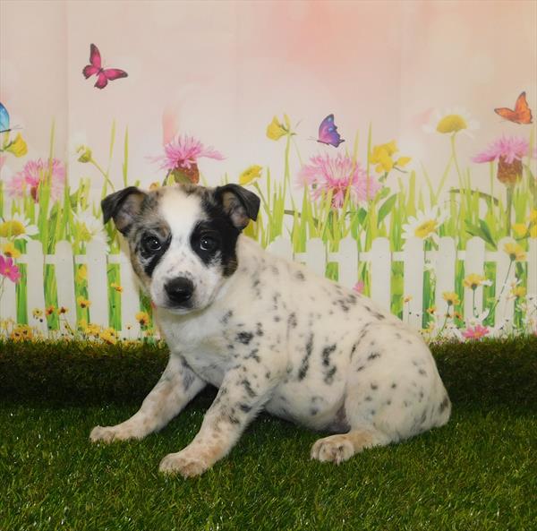 Australian-Heeler-DOG-Male-Blue Merle White / Tan-7069-Petland Robinson, Pittsburgh, PA