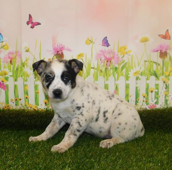 Australian-Heeler DOG Male Blue Merle White / Tan 7069 Petland Robinson, PA