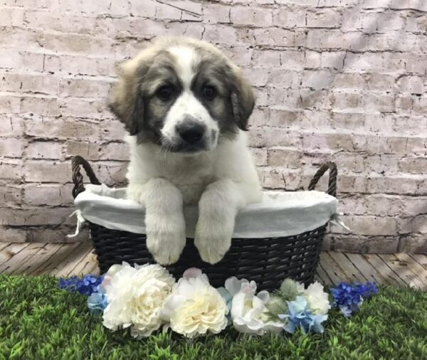 Anatolian Shep/Pyrenees-DOG-Male-White-7080-Petland Robinson, Pittsburgh, PA