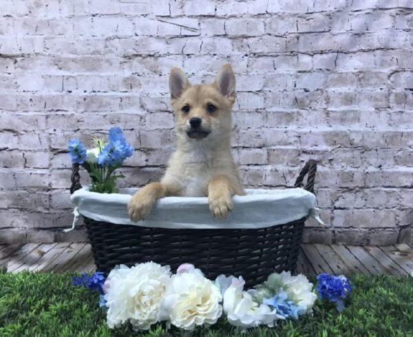 Shiba Inu-DOG-Male-Red-7079-Petland Robinson, Pittsburgh, PA