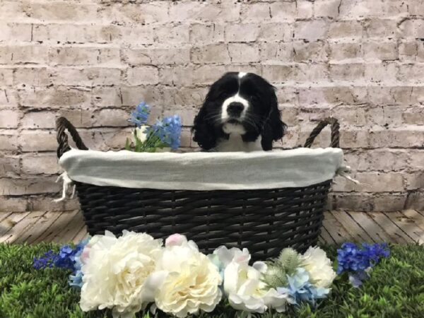 Cocker Spaniel-DOG-Male-Black / White-7078-Petland Robinson, PA