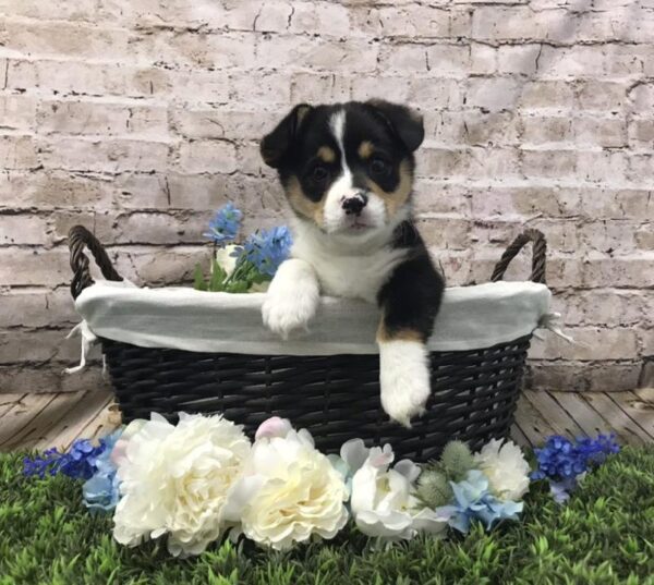 Pembroke Welsh Corgi-DOG-Male-Black White / Tan-7077-Petland Robinson, Pittsburgh, PA
