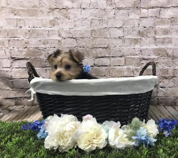 Yorkie-DOG-Male-Black / Tan-7076-Petland Robinson, Pittsburgh, PA
