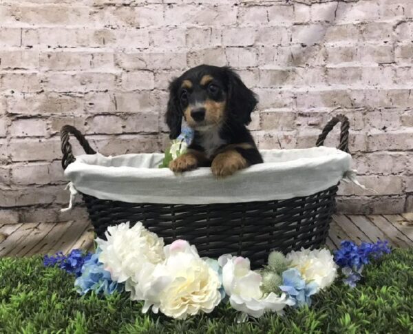 Dachshund DOG Male Black / Tan 7075 Petland Robinson, PA