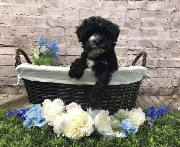 Yorkie-Poo DOG Male Black / Gold 7074 Petland Robinson, PA