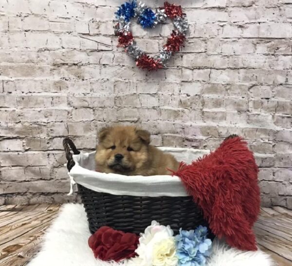 Chow Chow DOG Female Cinnamon 7083 Petland Robinson, PA