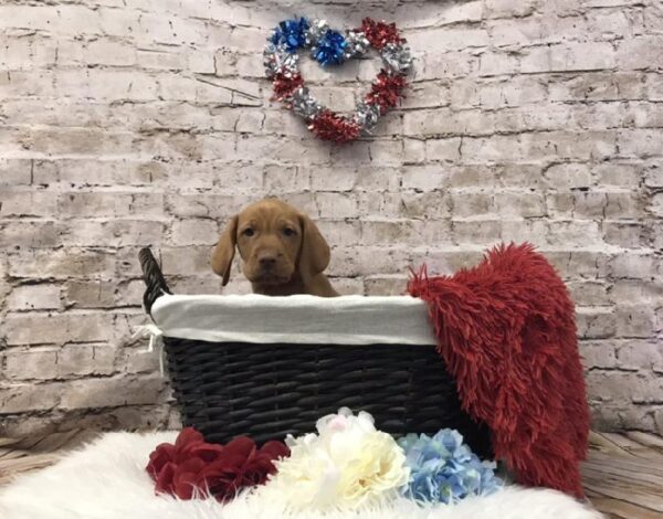 Vizsla-DOG-Male-Red-7082-Petland Robinson, PA