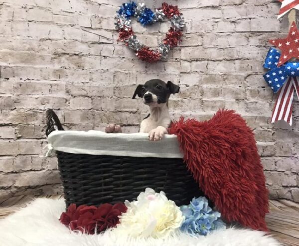 Italian Greyhound-DOG-Male-Seal / White-7081-Petland Robinson, PA