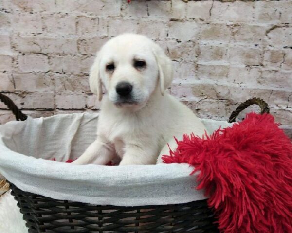 Anatolian Shep/Pyrenees DOG Female White 7089 Petland Robinson, PA