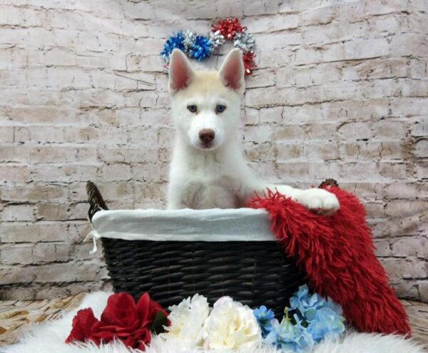 Siberian Husky-DOG-Female-Red and White-7091-Petland Robinson, Pittsburgh, PA