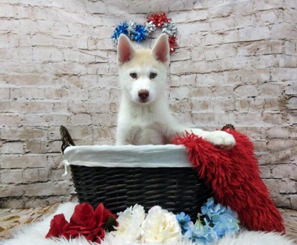 Siberian Husky DOG Female Red and White 7091 Petland Robinson, PA