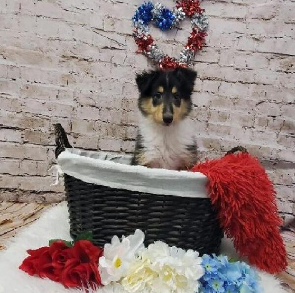 Collie-DOG-Female-Black White and Tan-7088-Petland Robinson, PA