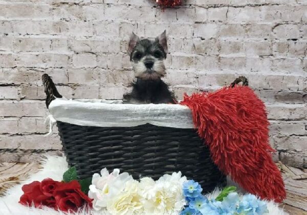 Mini Schnauzer DOG Male Salt and Pepper 7090 Petland Robinson, PA