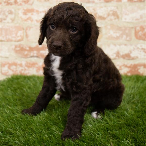 Cockapoo DOG Male Chocolate 7104 Petland Robinson, PA