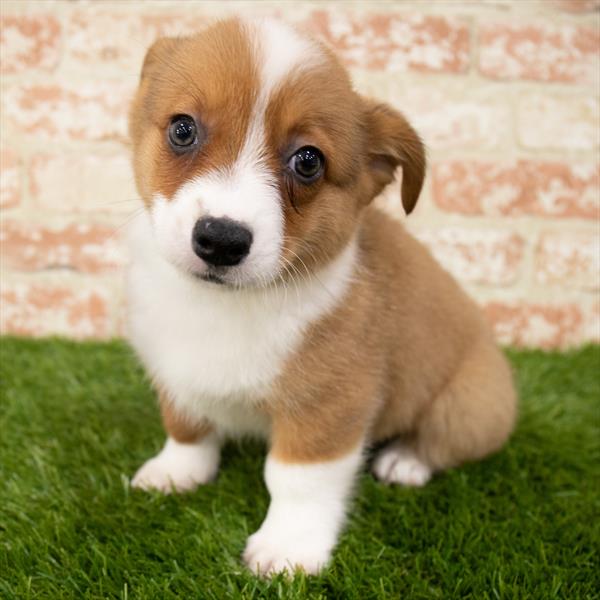 Pembroke Welsh Corgi DOG Male Red 7105 Petland Robinson, PA