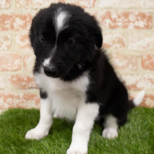 Border Collie-DOG-Male-Red / White-7106-Petland Robinson, Pittsburgh, PA