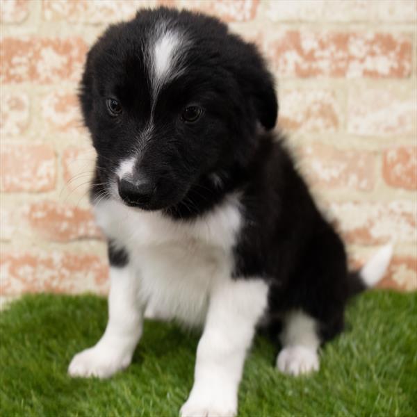 Border Collie DOG Male Red / White 7106 Petland Robinson, PA