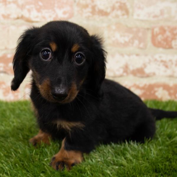 Dachshund DOG Male Black / Tan 7107 Petland Robinson, PA