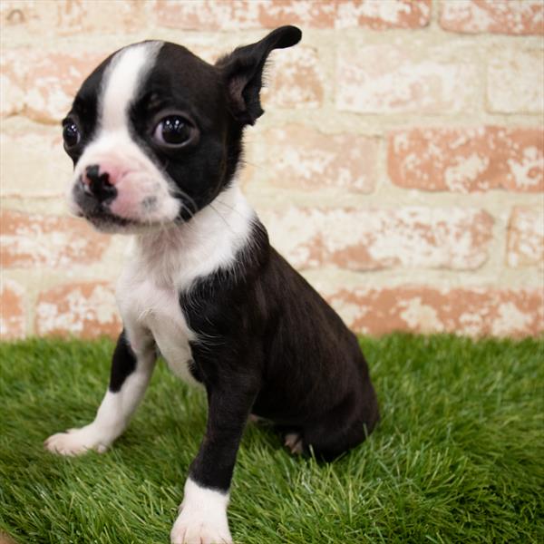 Boston Terrier-DOG-Male-Black / White-7108-Petland Robinson, Pittsburgh, PA